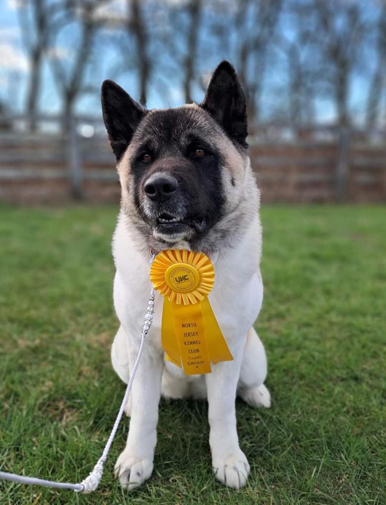 4-year-old Akita, Aero.