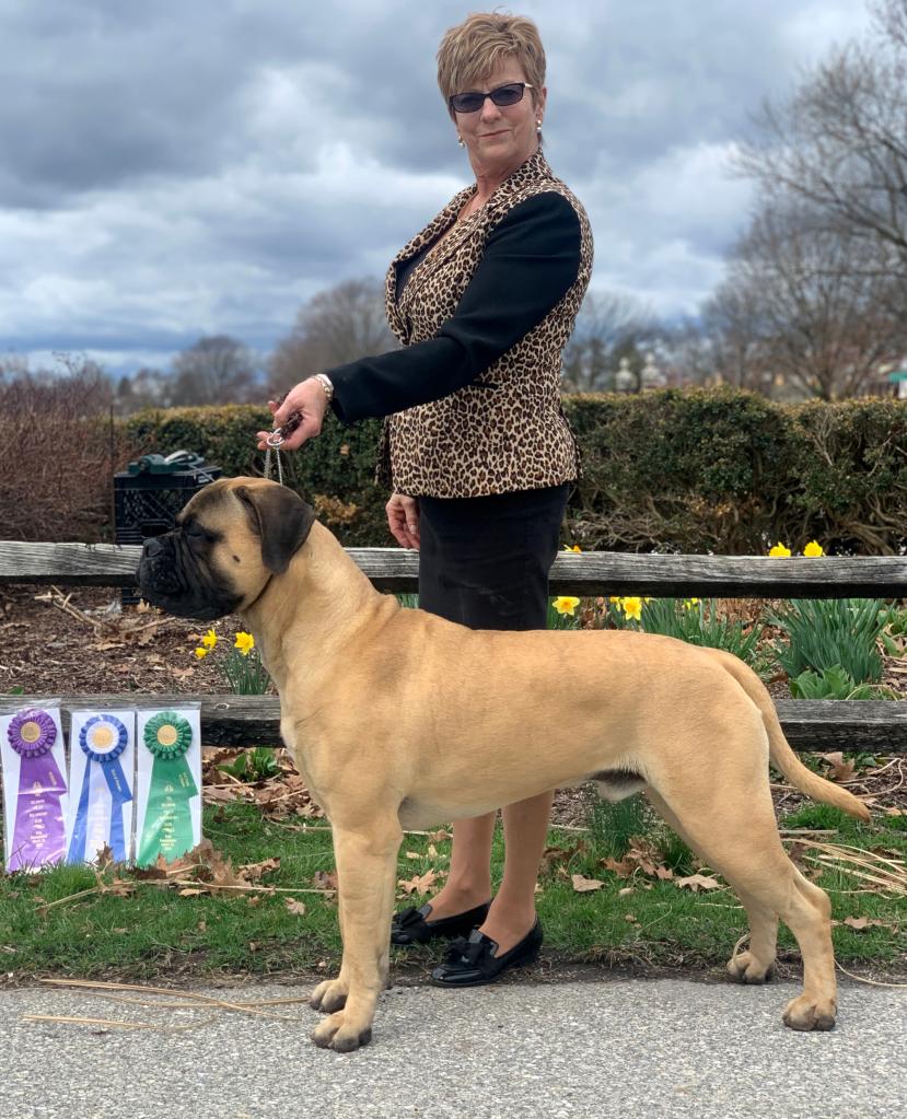 Breeder-owner-handler of 32 years Kay Reil has gone to Westminster at least 10 times.