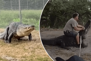 eputies from the Pinellas County Sheriff’s Office in Florida say they wrangled a monster 12.5-ft alligator away from a creekside path in St. Petersburg on May 14.