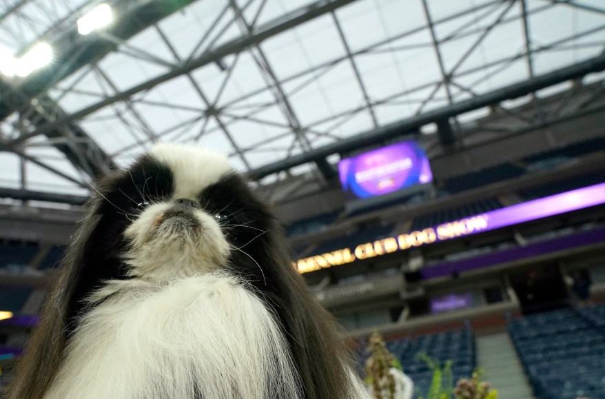 The 148th Annual Westminster Kennel Club Dog Show presented by Purina Pro Plan at the USTA Billie Jean King National Tennis Center on Monday, May 13, 2024 in New York City.