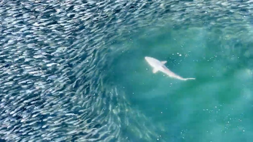 An unrelated photo of a shark in waters off Southhampton