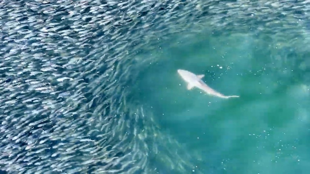 An unrelated photo of a shark in waters off Southhampton