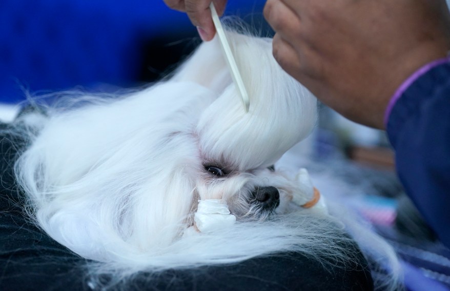 The 148th Annual Westminster Kennel Club Dog Show presented by Purina Pro Plan at the USTA Billie Jean King National Tennis Center on Monday, May 13, 2024 in New York City.