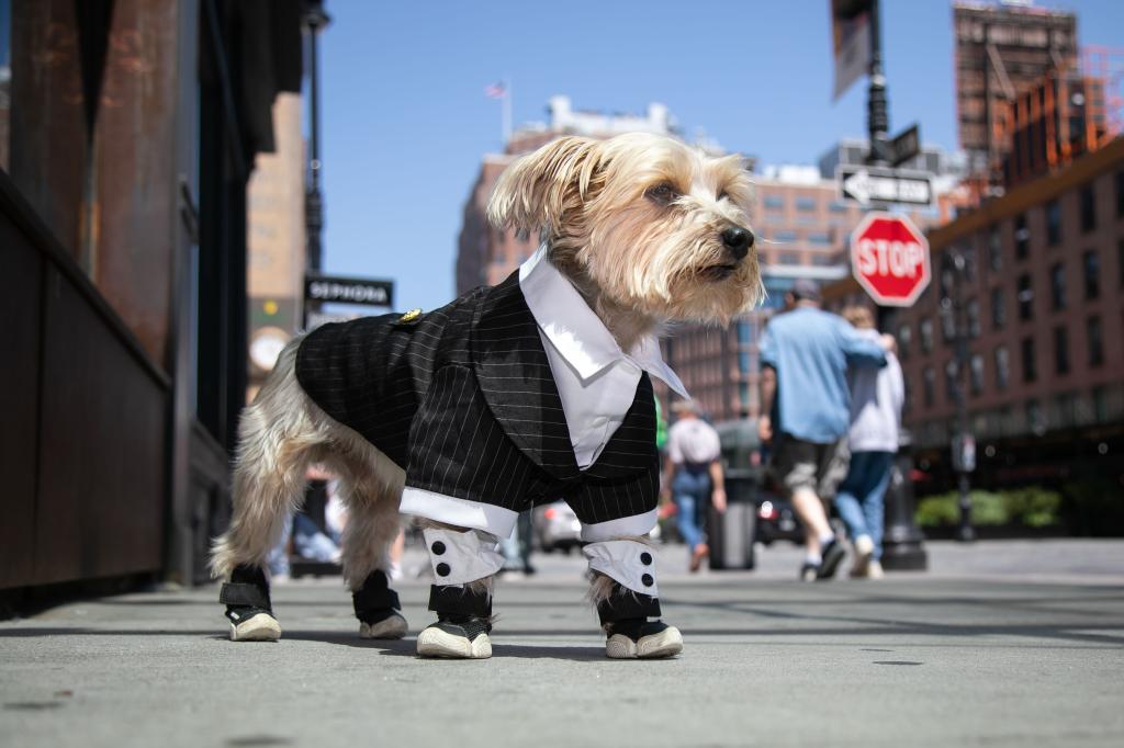 yorkie louie in a suit