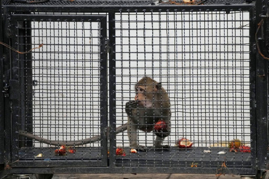 wild monkeys in thailand