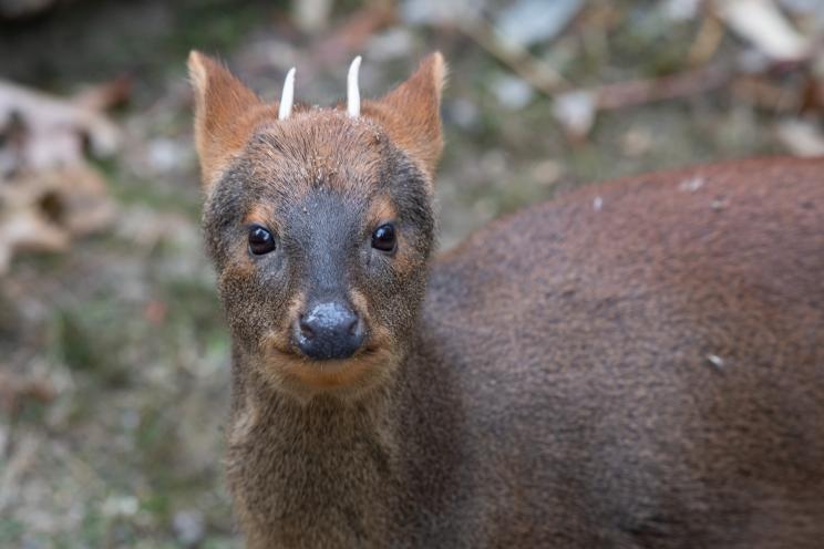 A South American pudu deer staring directly at the camera.