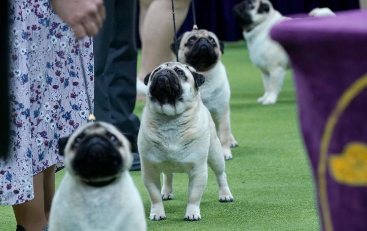 Ahead of the winner being announced at the Westminster Kennel Club Dog Show on Tuesday, The Post spoke to four handlers and what it takes to get in the ring.