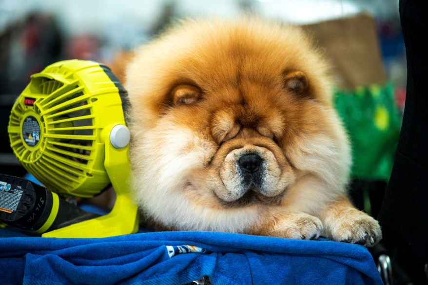 The 148th Annual Westminster Kennel Club Dog Show presented by Purina Pro Plan at the USTA Billie Jean King National Tennis Center on Monday, May 13, 2024 in New York City.