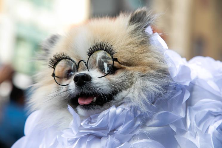 Seira Soraya's Pomeranian Hey Hey will don a replica of Rihanna's Met Gala gown from last year.