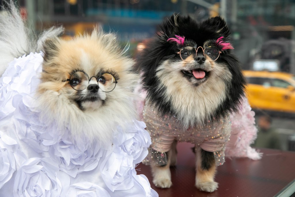 Pomeranian father Hey Hey, and his daughter, Dee Dee, will dress as Rihanna and Taylor Swift. one dog is in a while flower dressup to its neck with black rimmed glasses the other in a pink sparkly gown and gold rimmed glasses