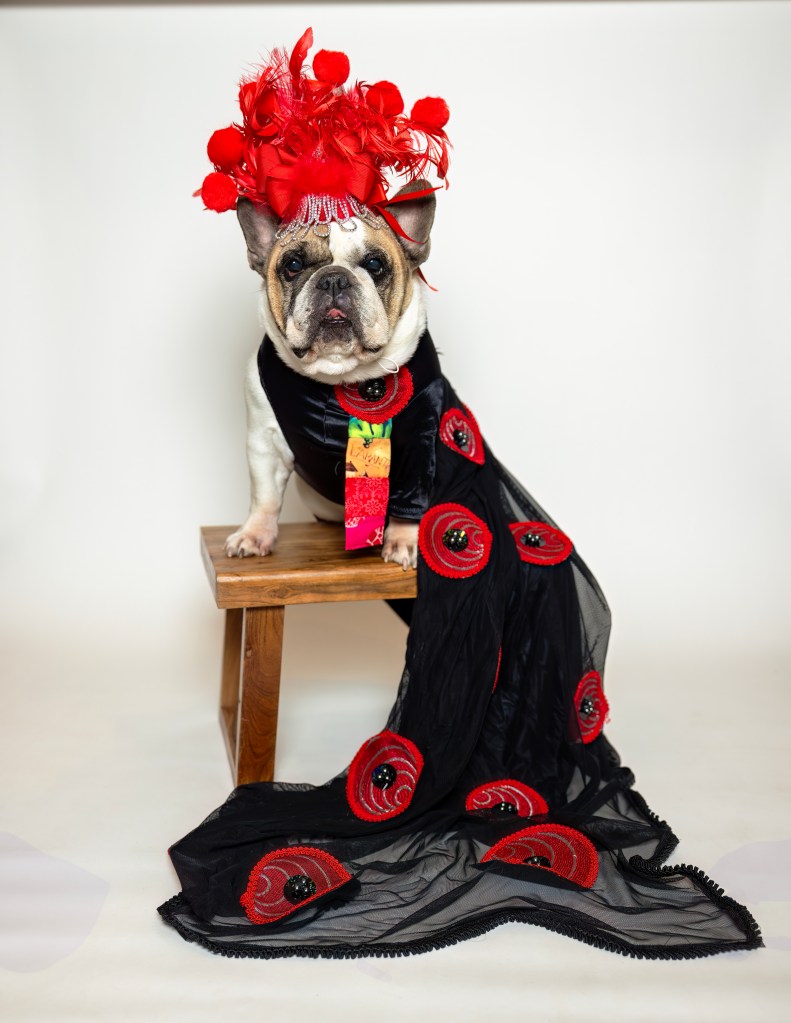 harley dog dressed as sarah jessica parker with a red father head piece and a black gown with red and black appliques and a rainbow tie