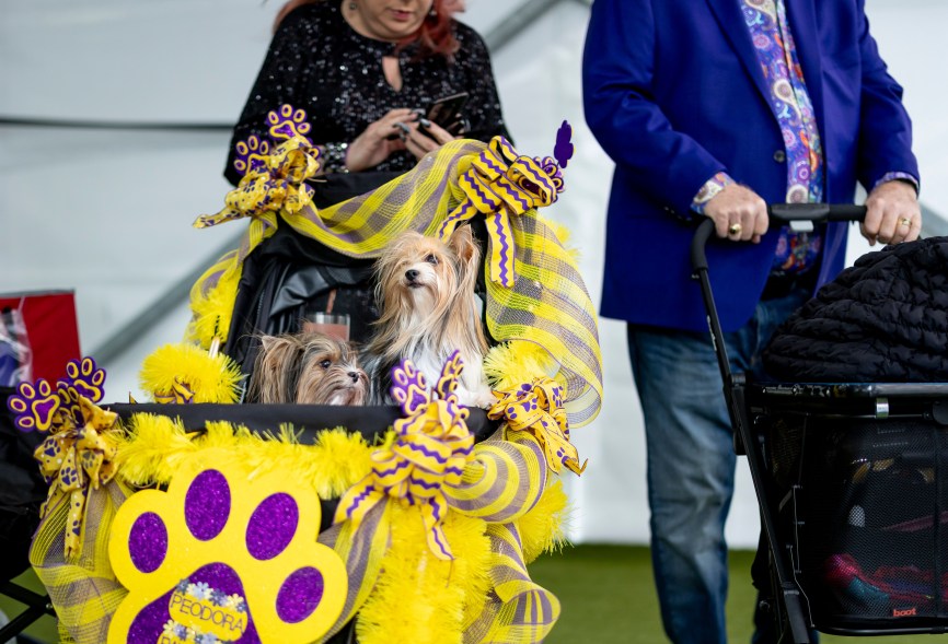 The 148th Annual Westminster Kennel Club Dog Show presented by Purina Pro Plan at the USTA Billie Jean King National Tennis Center on Monday, May 13, 2024 in New York City.