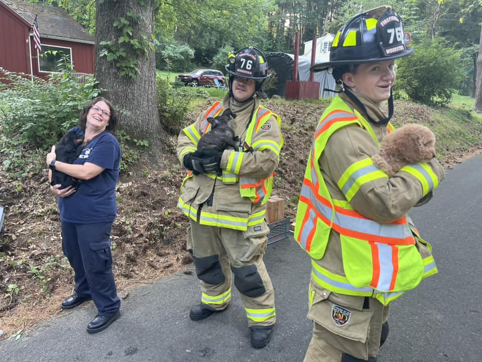 puppies at crash site