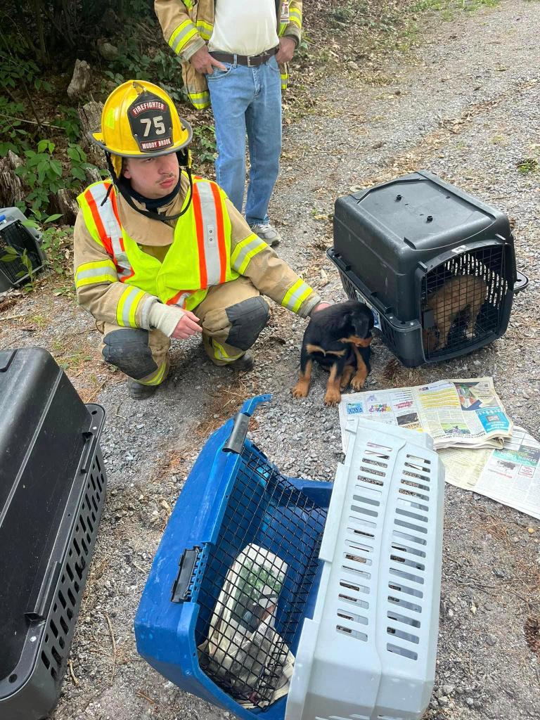 puppies at scene