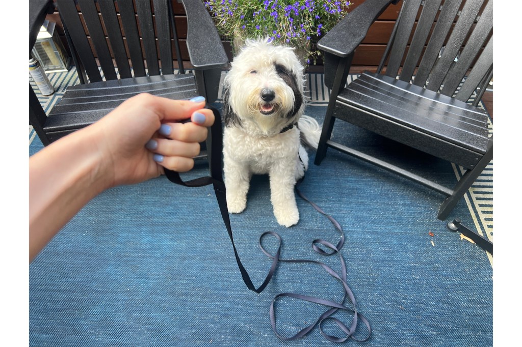 Mini-Sheepadoodle with Frisco Training Dog Leash