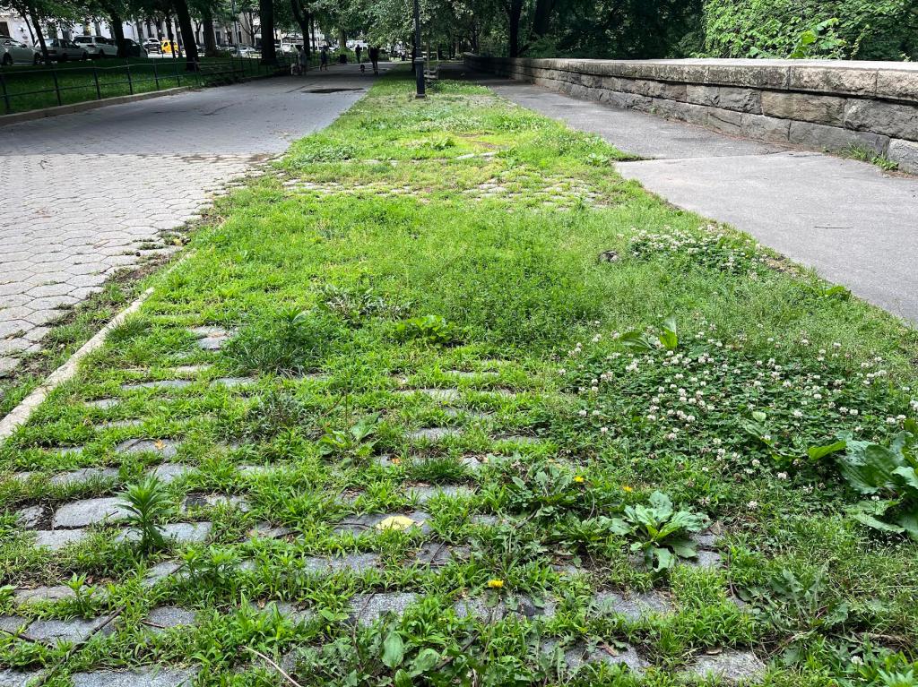 A common sight in Riverside Park: weeds upon weeds growing up through broken cobbled paths