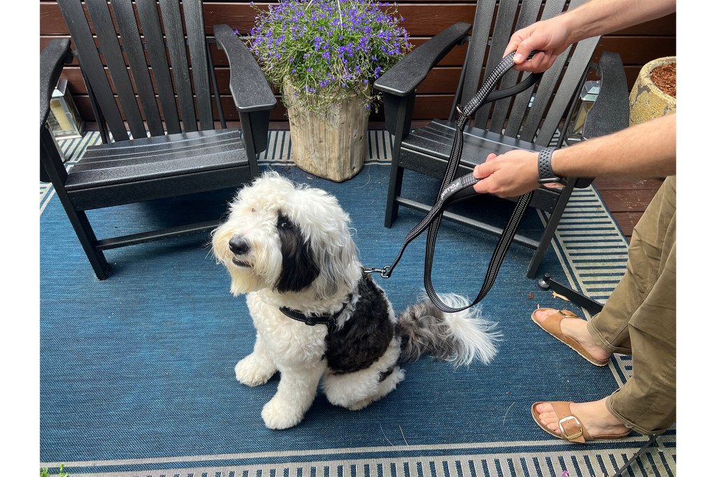 Mini-Sheepadoodle with a leash 