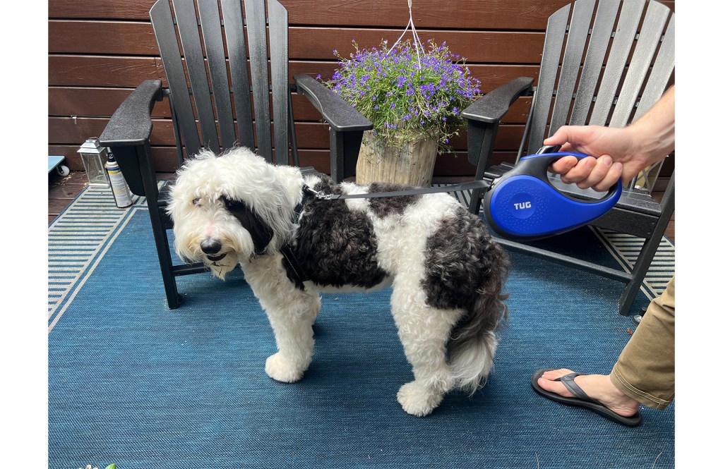 Mini-sheepadoodle dog with leash 