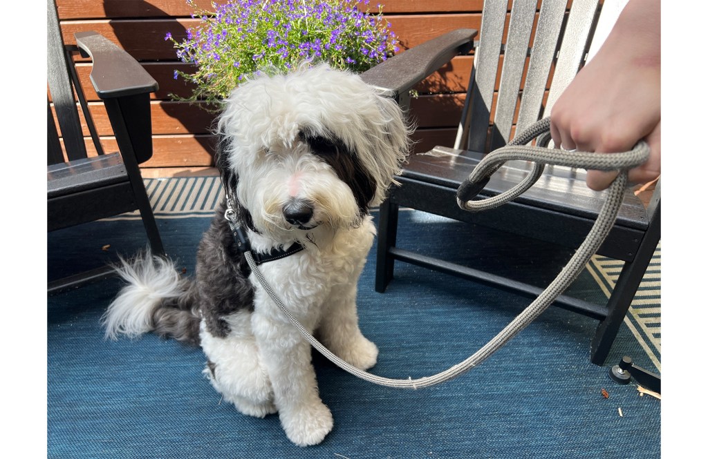 Sheepadoodle on a leash