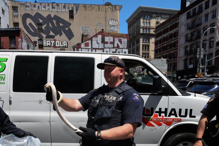 NYPD ESU team with a large snake they removed from a rented van. Two men had rented the van an hour earlier in Brooklyn to move a couch, then while driving on Canal Street near broadway they were startled to see a snake on the floor, resuting in a minor fender bender, saturday afternoon. nypostinhouse