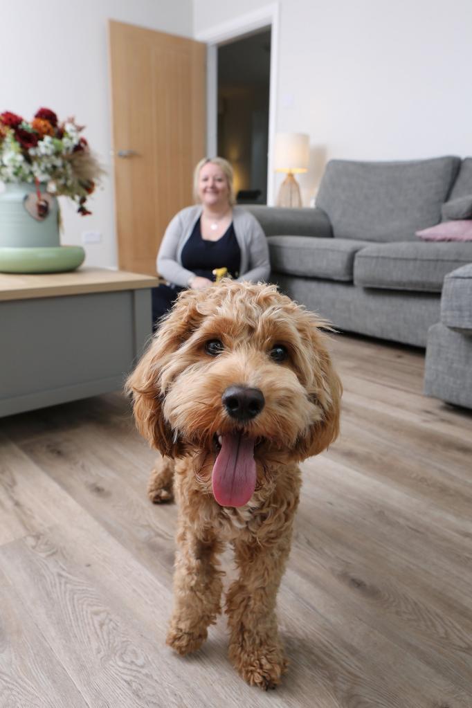 dog playing with owner behind him