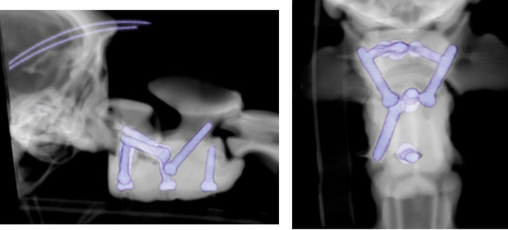 dog x-ray