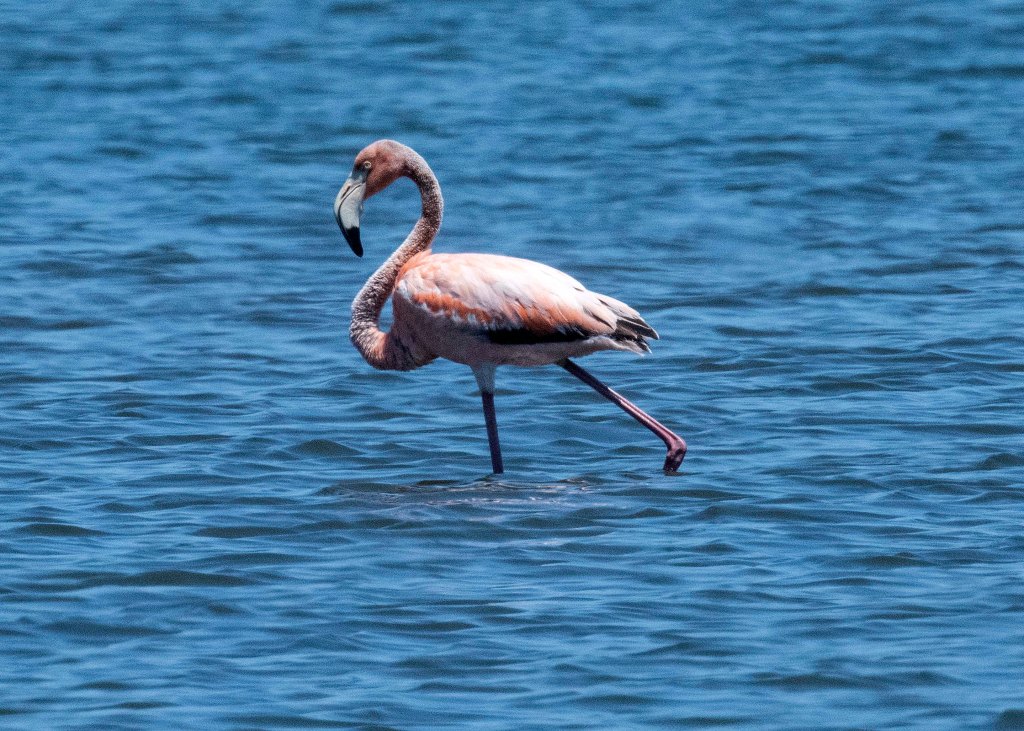 A Pink American Flamingo walking in the water at Georgica Pond, East Hampton New York; the first of its kind spotted in the state.