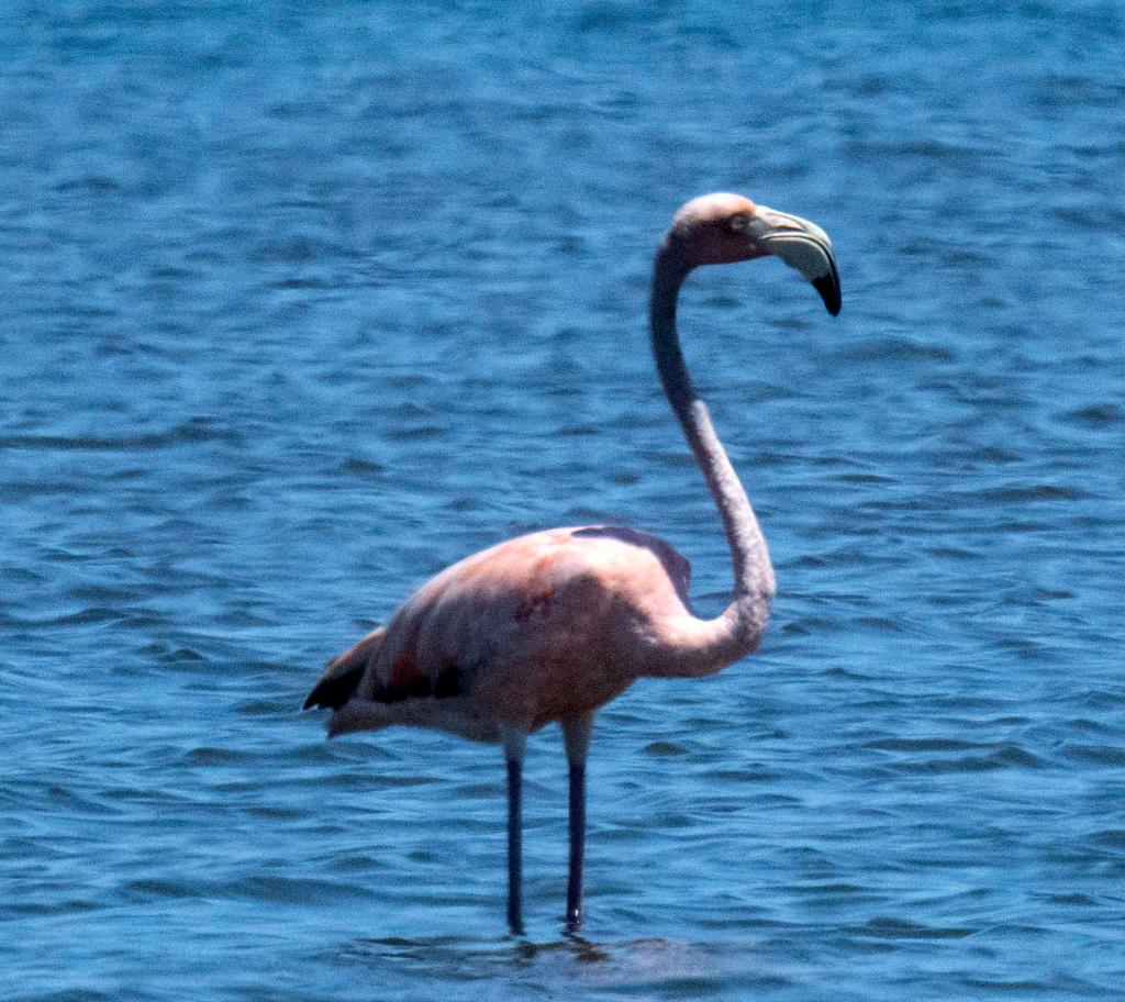 Pink American Flamingo standing in Georgica Pond in East Hampton, New York