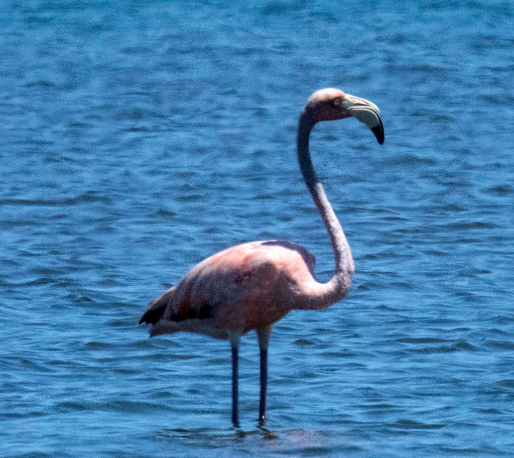 Pink American Flamingo standing in Georgica Pond in East Hampton, New York