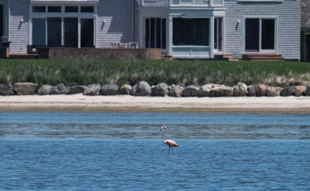 Pink American Flamingo standing in Georgica Pond, East Hampton, New York, marking the first such sighting in the state.