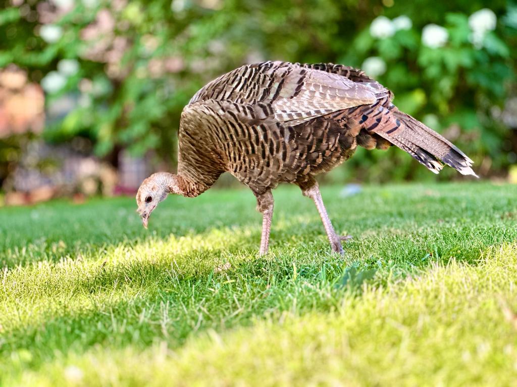 Rosie, also known as Astoria, was found pecking at a lawn on Roosevelt Island with a view of Manhattan behind