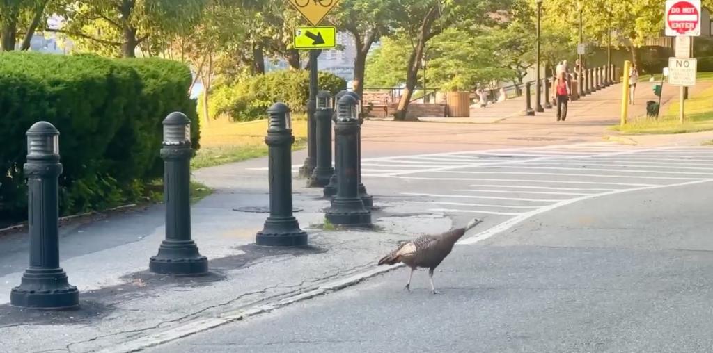 Rosie was spotted trying to cross a street, which some people fear could spell doom for the bird in the future