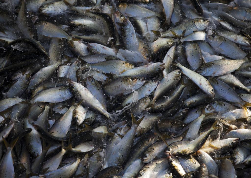 A school of Menhaden fish thrash in a net before being loaded into the refrigeration compartments of the 'Reedville' off the coast of Smith Island, Virginia on June 22, 2015. 