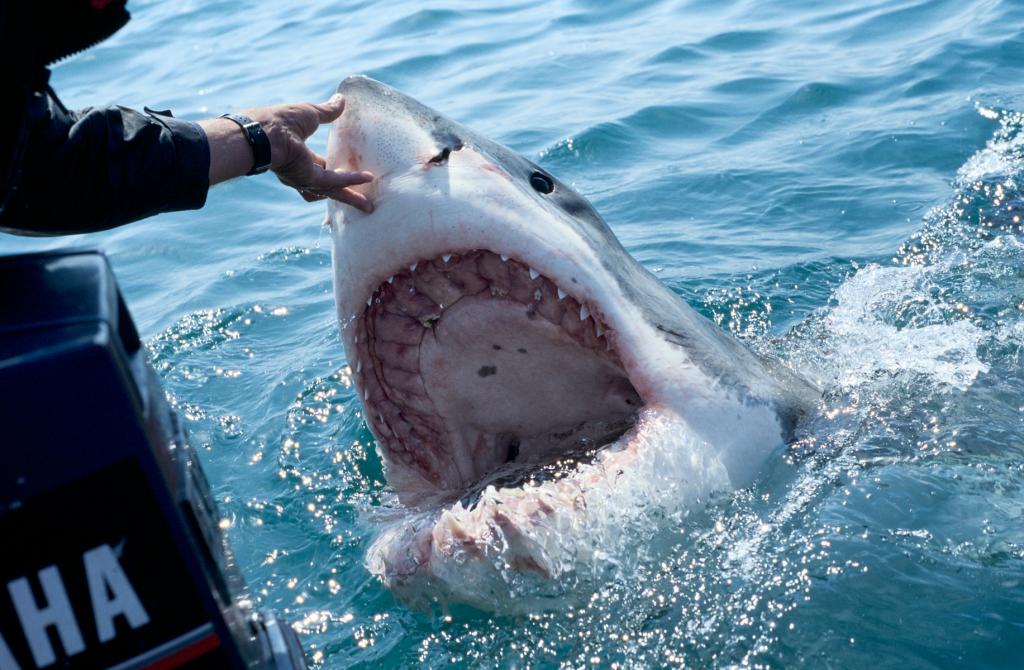 A great white shark baited by the animal guide, Andre Hartmann, surfaces with an impressive open mouth on December 02, 2007