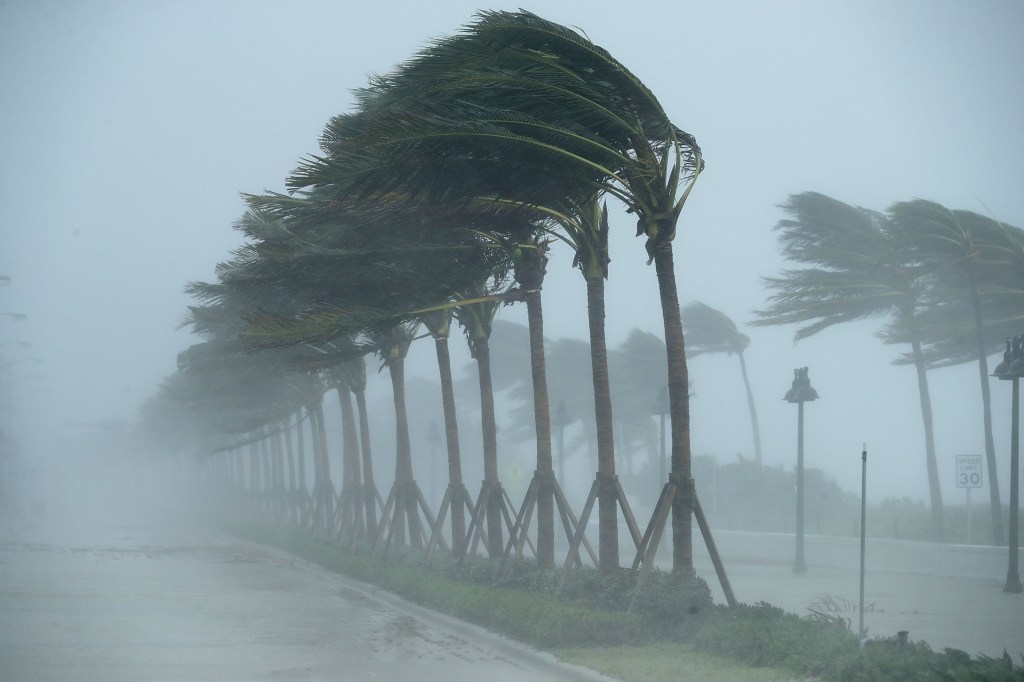 Palm trees bending in strong wind along North Fort Lauderdale Beach Boulevard during Hurricane Irma