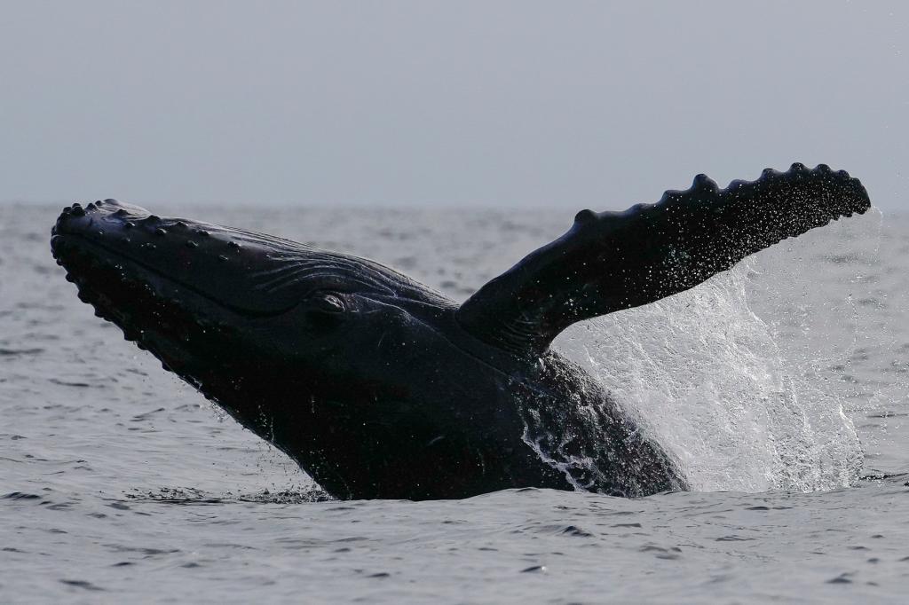 Humpback whale breaching off near Iguana island in Pedasi, Panama, marking the start of the whale-watching season