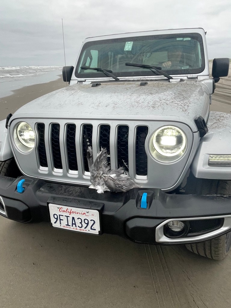 One killed seagull was stuck to the front of the Jeep. 