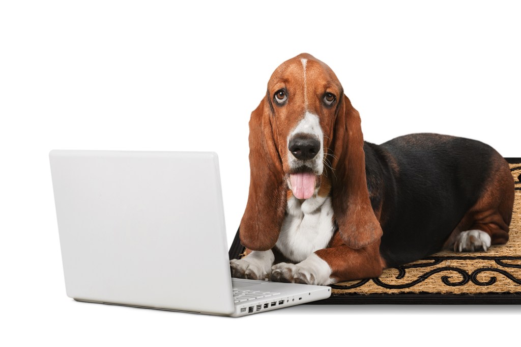 A cute dog lying on a mat using a laptop, concept for smart pets ordering products online for home delivery.