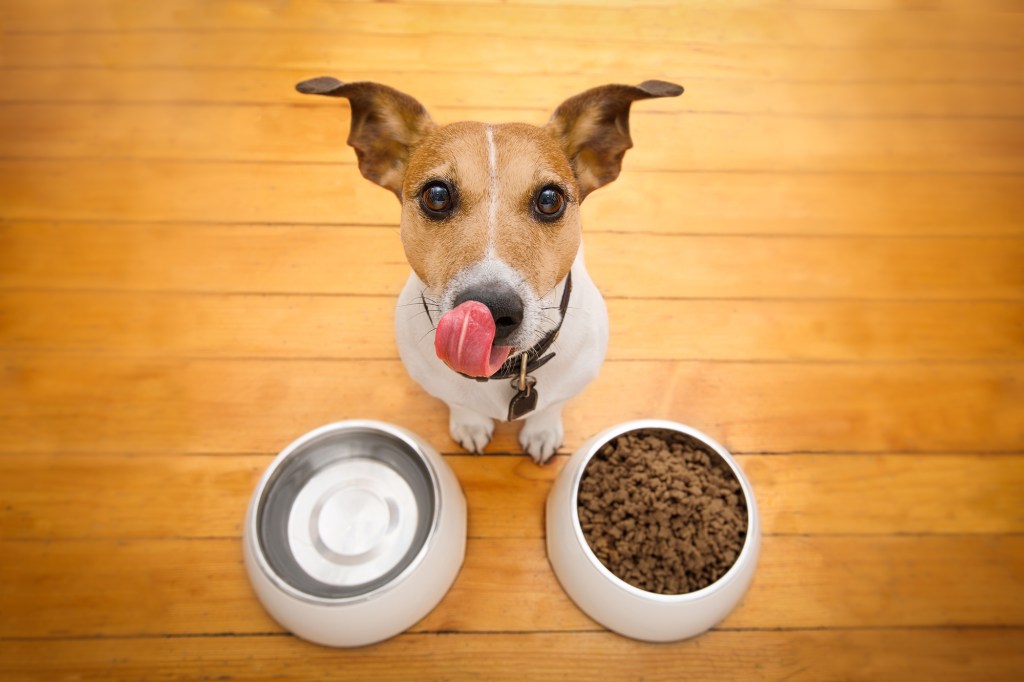 Hungry Jack Russell dog licking tongue behind food bowl on a wooden background at home