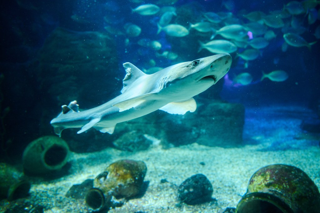  a smooth dogfish swims in a tank.