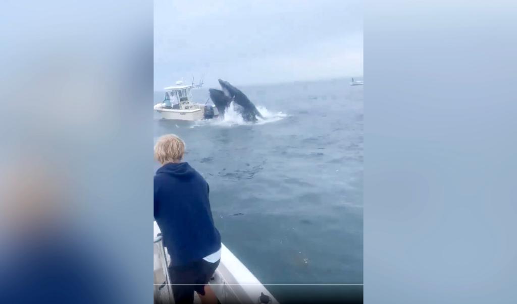 The whale lands on the boat.