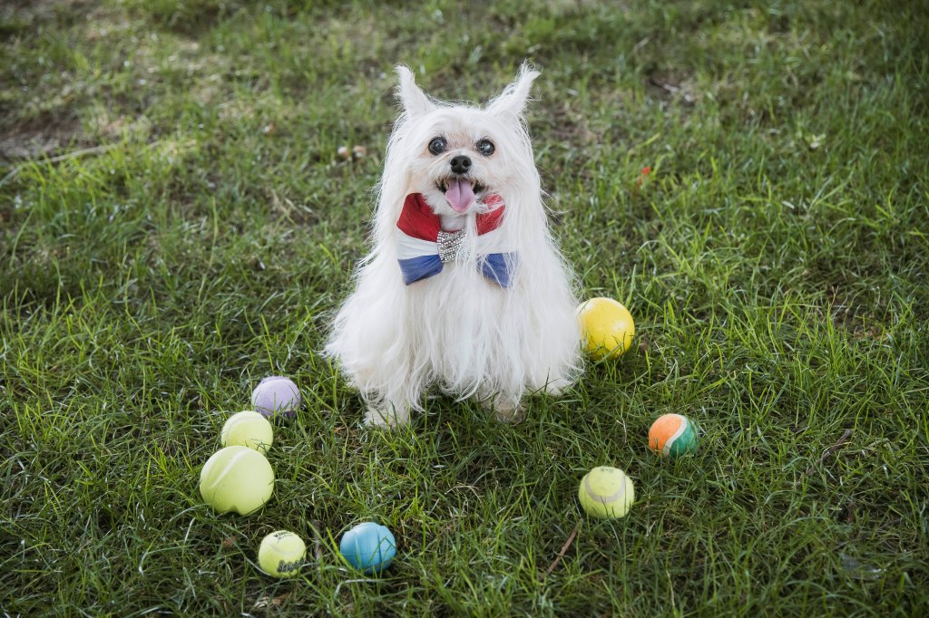 Puccini, a Yorkiepoo from Hell's Kitchen