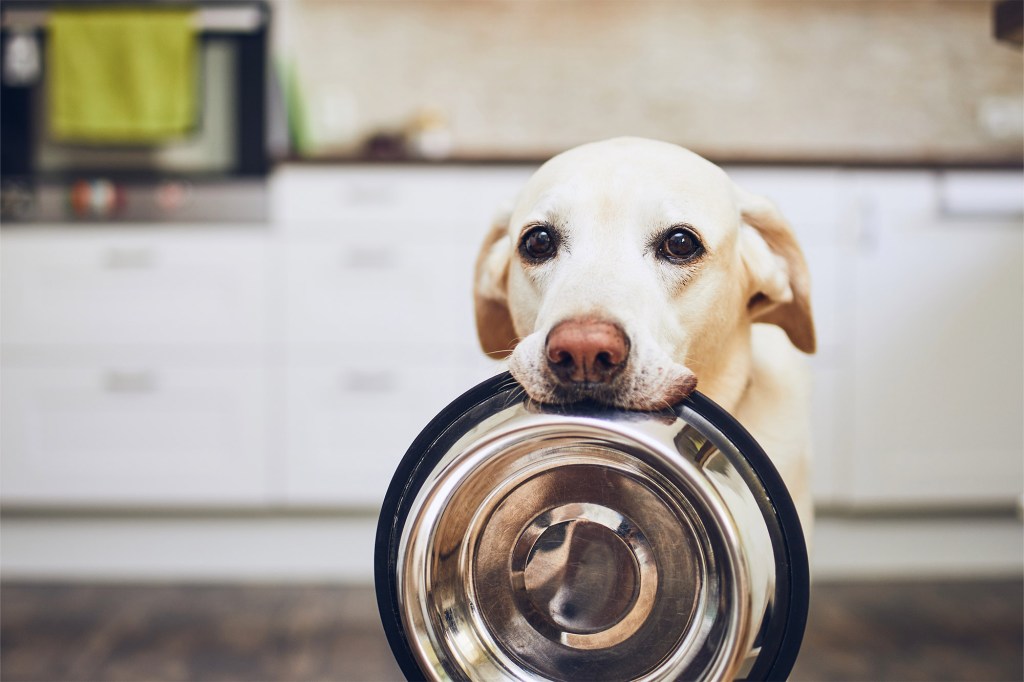 A dog holding a bowl