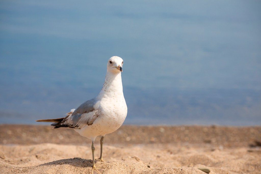 A seagull like this was allegedly murdered by a Cape May man for the crime of french fry theft. 