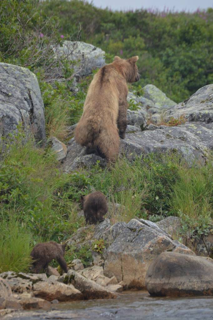 This mother grizzly leads her cubs away from the river 