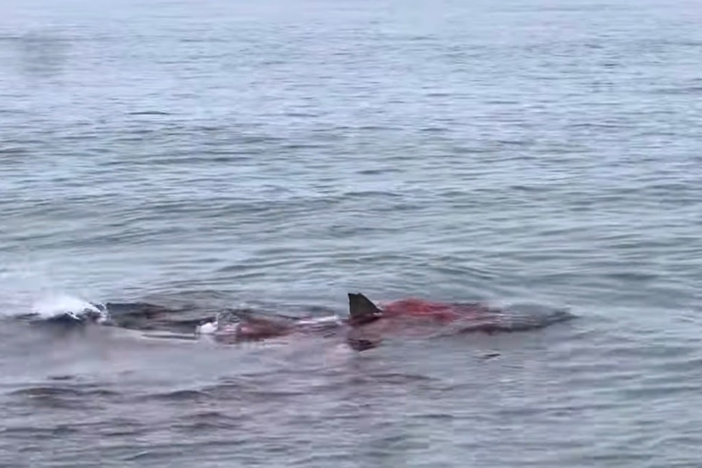 Shark attacking seal