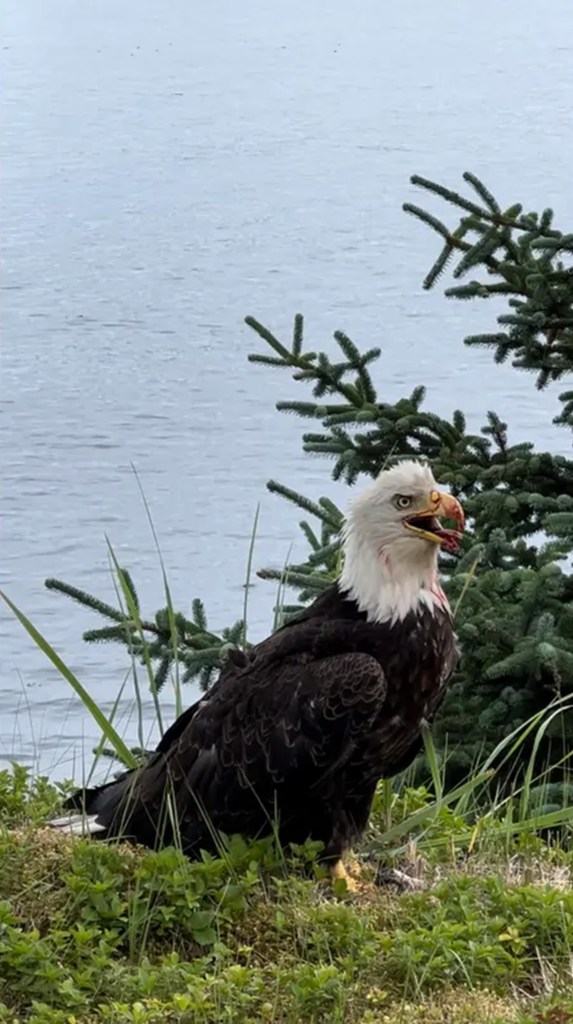 Bald Eagle