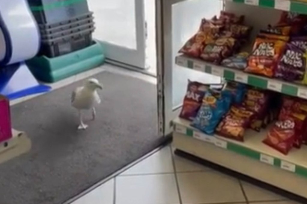 A shoplifting bird dubbed "Steven Seagull" has been banned from a convenience store for flying off with packets of crisps over a six-year stealing spree.