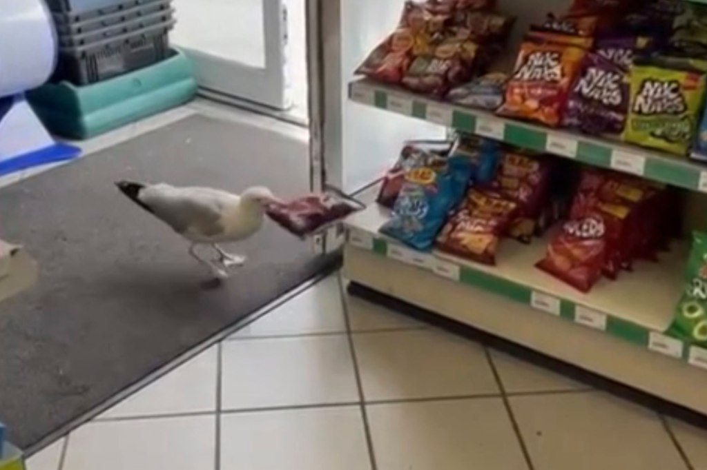 Workers at the Lyndale Central store in the seaside village of Wyke Regis, Dorset, have put up signs asking customers to "close the door" behind them in a bid to stop the seagull's incessant shoplifting.