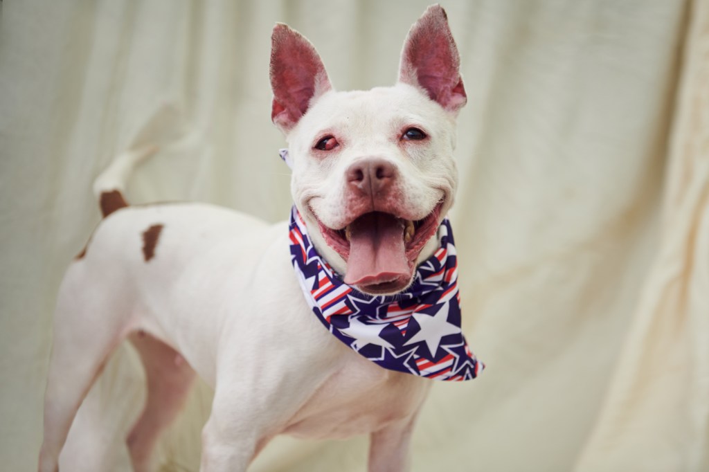 Three-year-old dog Will O'Wisp, who is in foster care at Animal Care Centers of New York City.